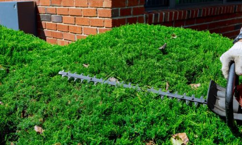 cutting-a-hedge-trimmer-in-the-garden-selective-focus_t20_P1bG4B (1)
